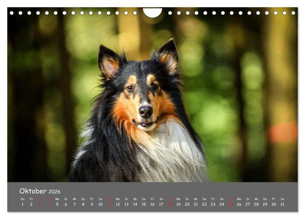 Produktbild: Einmal Collie - immer Collie (Wandkalender 2026 DIN A4 quer), CALVENDO Monatskalender