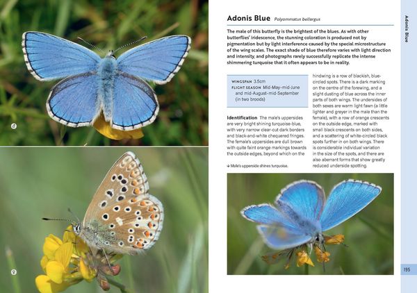Produktbild: RSPB Butterflies of the British Isles