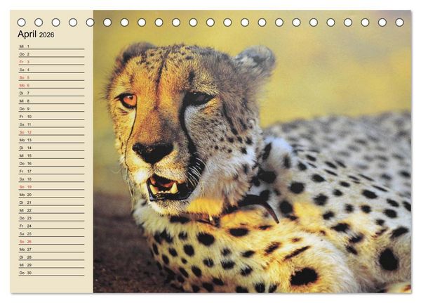 Produktbild: Die Lautlosen. Geparden und Leoparden (Tischkalender 2026 DIN A5 quer), CALVENDO Monatskalender