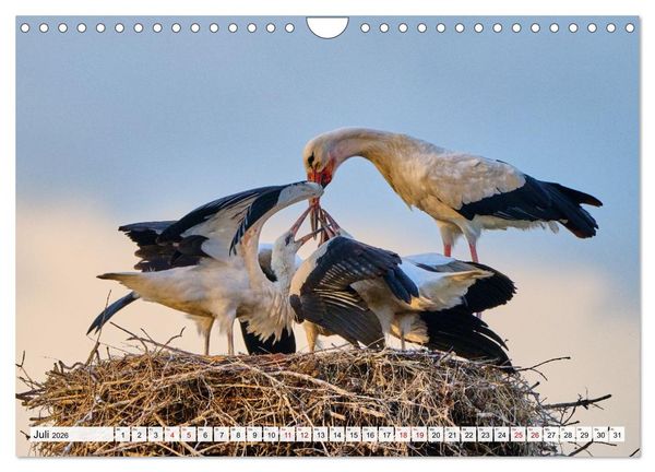 Produktbild: Eine Saison mit Familie Storch (Wandkalender 2026 DIN A4 quer), CALVENDO Monatskalender