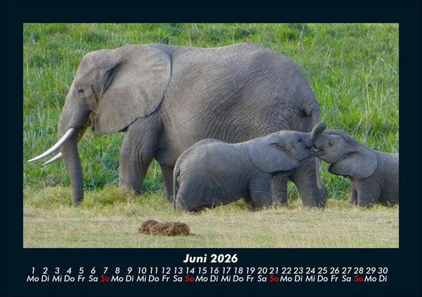 Produktbild: Elefanten - Die sanften Riesen Afrikas 2026 Fotokalender DIN A5