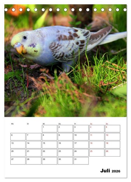 Produktbild: Der Wellensittich - mein bester Freund (Tischkalender 2026 DIN A5 hoch), CALVENDO Monatskalender
