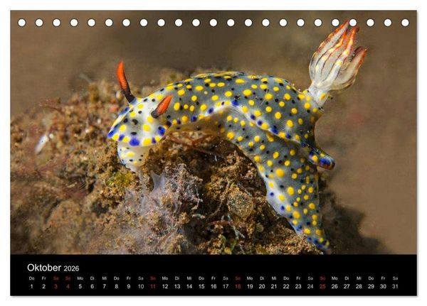 Produktbild: Unterwasserwelt Nacktschnecken (Tischkalender 2026 DIN A5 quer), CALVENDO Monatskalender