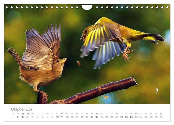 Produktbild: V&ouml;gel in unseren G&auml;rten 2026 (Wandkalender 2026 DIN A4 quer), CALVENDO Monatskalender
