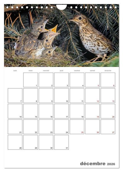 Produktbild: Les passereaux &agrave; l'or&eacute;e de la vie (Calendrier mural 2026 DIN A4 horizontal), CALVENDO calendrier mensuel