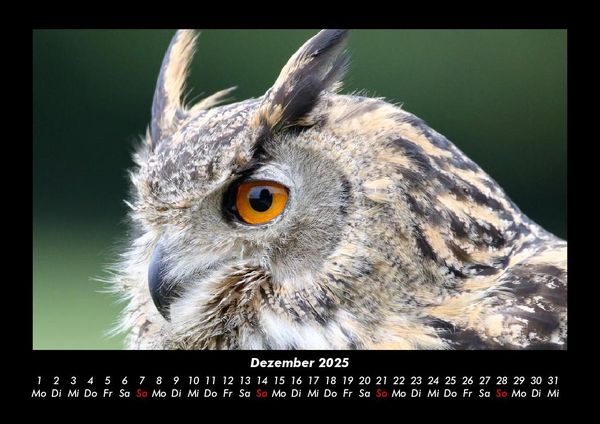Produktbild: Tiere in der Wildnis 2025 Fotokalender DIN A3