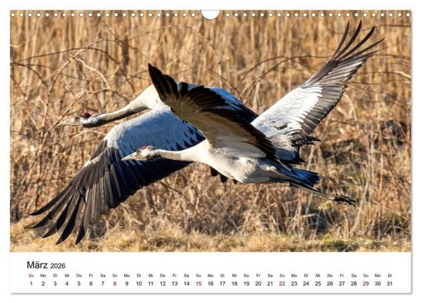 Produktbild: Kraniche im Erzgebirge (Wandkalender 2026 DIN A3 quer), CALVENDO Monatskalender
