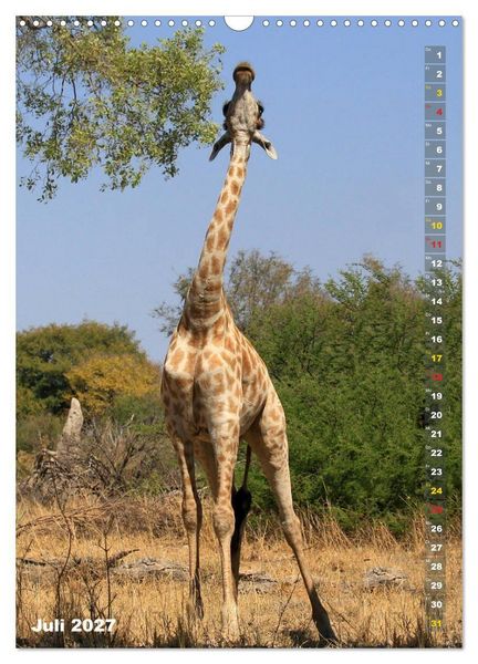 Produktbild: Giraffen - Anmut und Sanftheit (Wandkalender 2027 DIN A3 hoch), CALVENDO Monatskalender