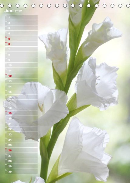 Produktbild: Gladiolenpracht (Tischkalender 2022 DIN A5 hoch)