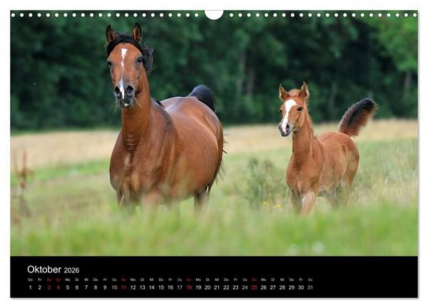 Produktbild: Pferdekalender (Wandkalender 2026 DIN A3 quer), CALVENDO Monatskalender