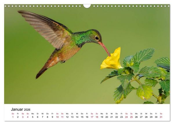 Produktbild: Kolibris - Juwelen der L&uuml;fte (Wandkalender 2026 DIN A3 quer), CALVENDO Monatskalender