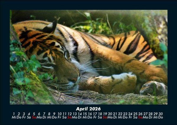 Produktbild: Tiger 2026 Fotokalender DIN A5