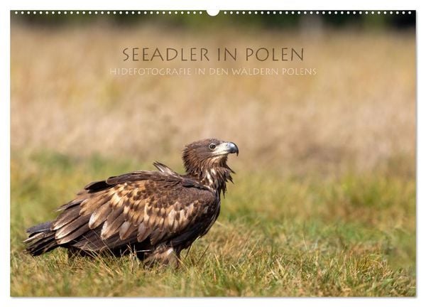 Produktbild: Seeadler in Polen (Wandkalender 2027 DIN A2 quer), CALVENDO Monatskalender