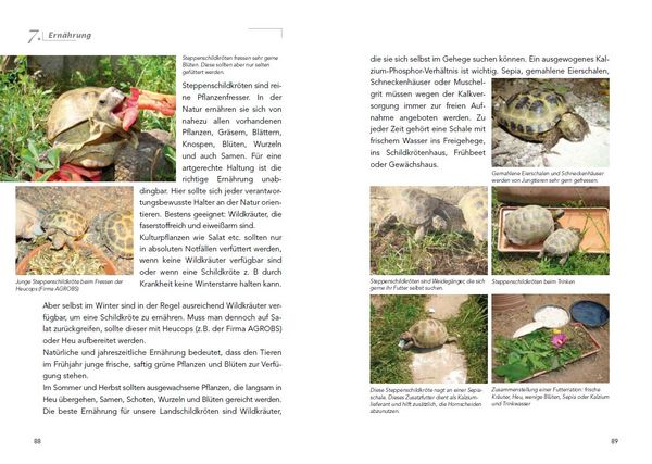 Produktbild: Die Haltung der Steppenschildkr&ouml;ten Agrionemys horsfieldii