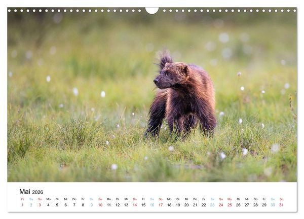 Produktbild: Tierwelt Skandinaviens (Wandkalender 2026 DIN A3 quer), CALVENDO Monatskalender