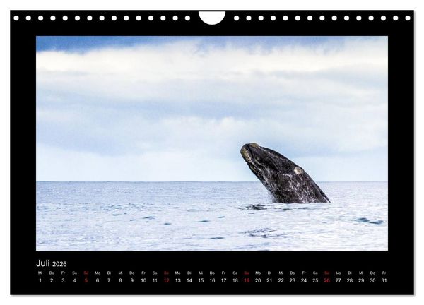 Produktbild: S&uuml;dafrika - Garden Route (Wandkalender 2026 DIN A4 quer), CALVENDO Monatskalender