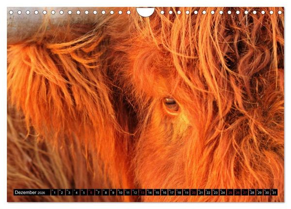 Produktbild: Das Schottische Hochlandrind (Wandkalender 2026 DIN A4 quer), CALVENDO Monatskalender