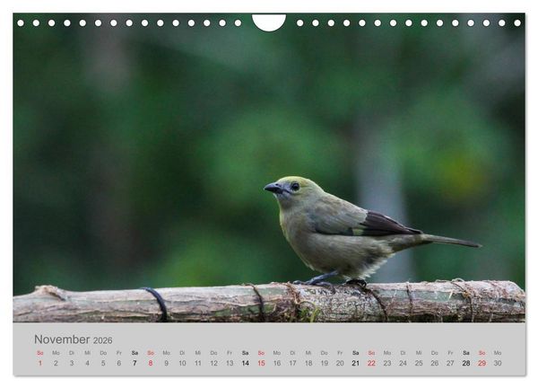 Produktbild: Costa Rica - Exotische V&ouml;gel im Regenwald (Wandkalender 2026 DIN A4 quer), CALVENDO Monatskalender