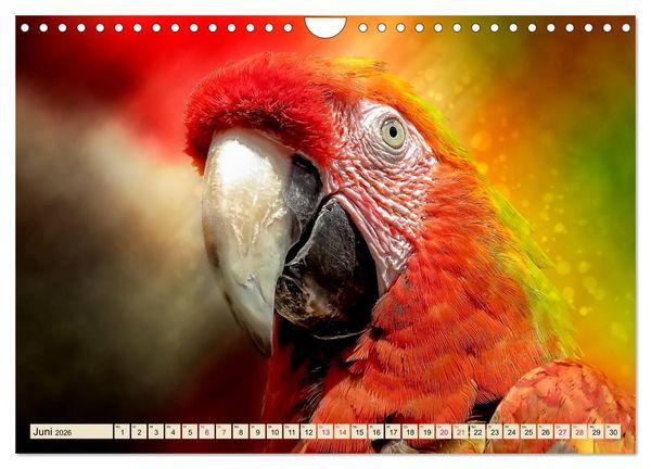 Produktbild: Mein bunter Papagei (Wandkalender 2026 DIN A4 quer), CALVENDO Monatskalender