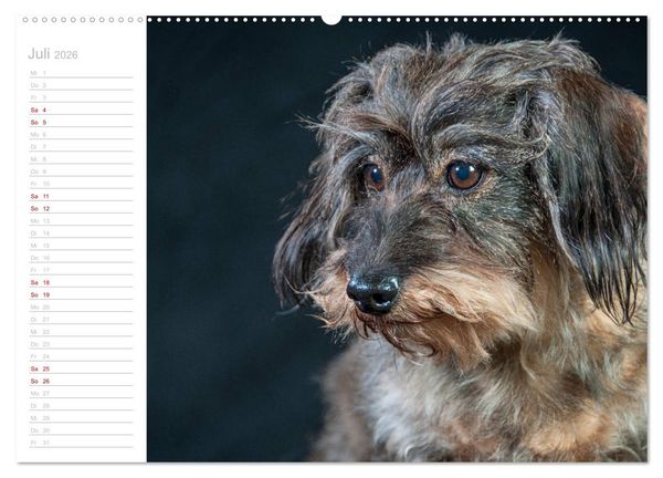 Produktbild: Rauhaardackel Motte & Friends (hochwertiger Premium Wandkalender 2026 DIN A2 quer), Kunstdruck in Hochglanz