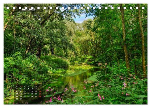 Produktbild: Zauberhafte Waldlandschaften (Tischkalender 2026 DIN A5 quer), CALVENDO Monatskalender