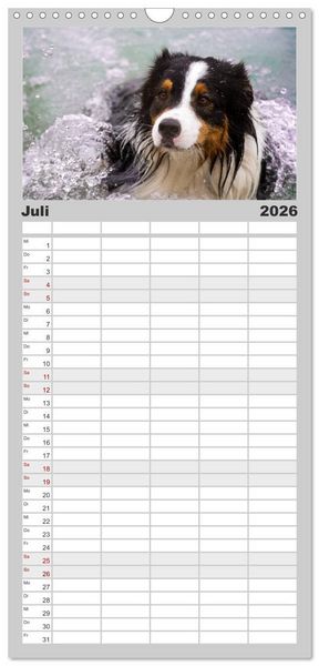 Produktbild: Familienplaner 2026 - Australian Shepherd - Traum auf vier Pfoten mit 5 Spalten (Wandkalender, 21 x 45 cm) CALVENDO