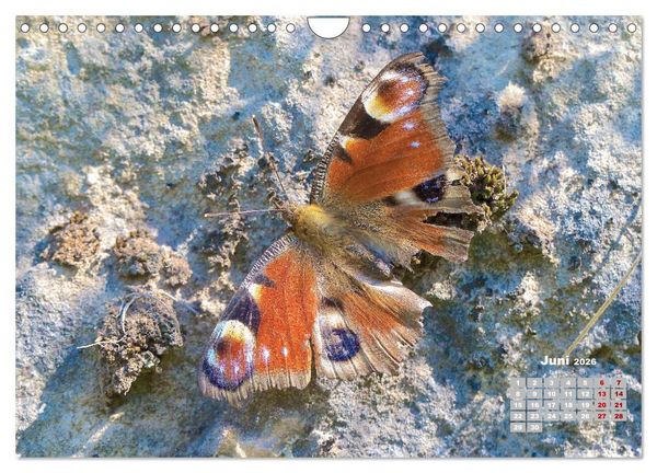 Produktbild: GEOclick Lernkalender: Portr&auml;ts einheimischer Schmetterlinge (Wandkalender 2026 DIN A4 quer), CALVENDO Monatskalender