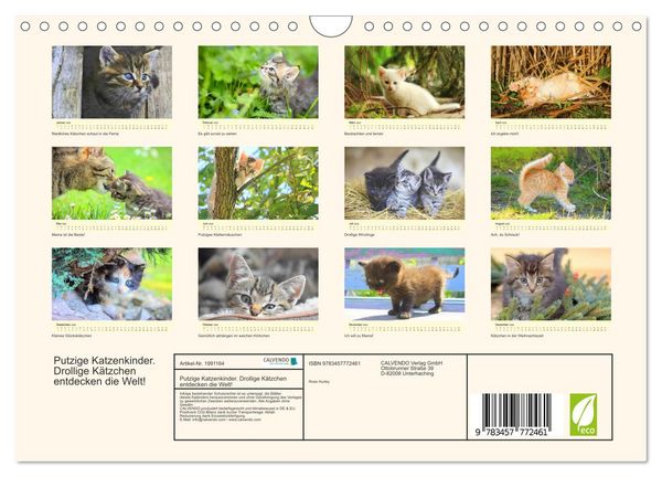 Produktbild: Putzige Katzenkinder. Drollige K&auml;tzchen entdecken die Welt! (Wandkalender 2026 DIN A4 quer), CALVENDO Monatskalender