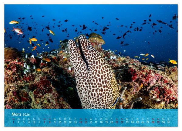 Produktbild: Faszinierende Meereswelt der Malediven (Wandkalender 2026 DIN A3 quer), CALVENDO Monatskalender