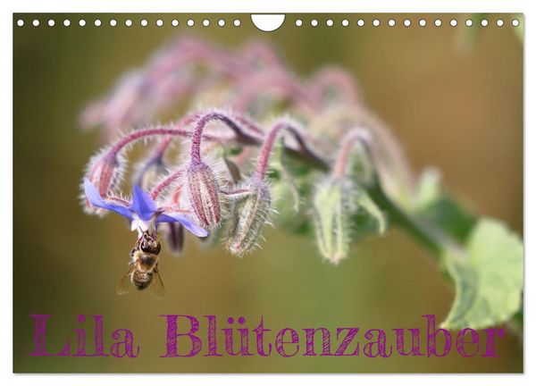 Produktbild: Lila Bl&uuml;tenzauber (Wandkalender 2026 DIN A4 quer), CALVENDO Monatskalender