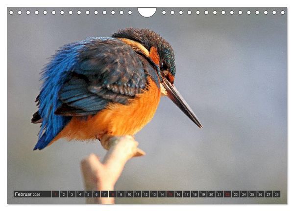 Produktbild: Der Eisvogel (Wandkalender 2026 DIN A4 quer), CALVENDO Monatskalender