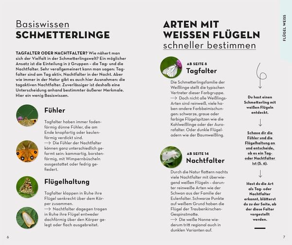Produktbild: Basic Schmetterlinge
