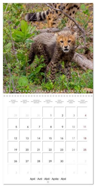 Produktbild: CATS OF AFRICA (Wall Calendar 2027 12 &times; 12 Inch) CALVENDO 12 Month Wall Calendar