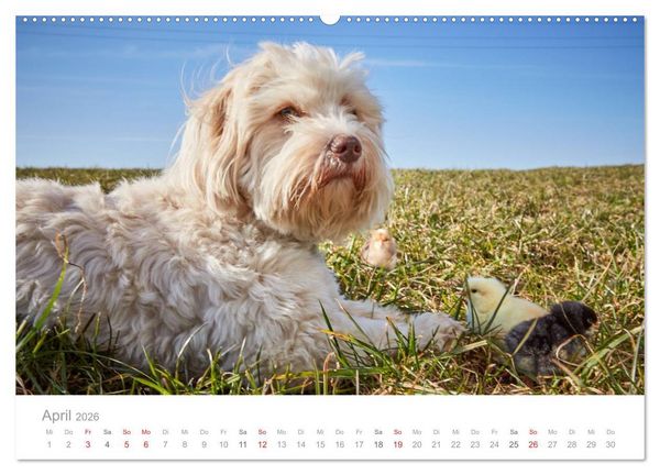 Produktbild: Havaneser - Herz aus Gold (hochwertiger Premium Wandkalender 2026 DIN A2 quer), Kunstdruck in Hochglanz