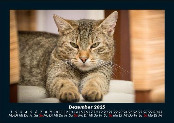 Produktbild: F&uuml;r Katzenfreunde 2025 Fotokalender DIN A5