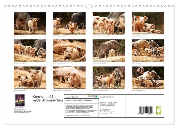 Produktbild: Korsika - s&uuml;&szlig;e, wilde Schweinchen (Wandkalender 2026 DIN A3 quer), CALVENDO Monatskalender