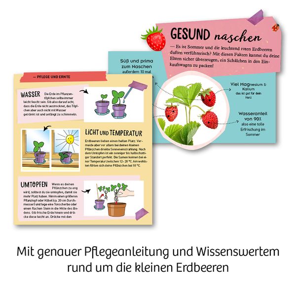 Produktbild: KOSMOS - Feen-Erdbeeren