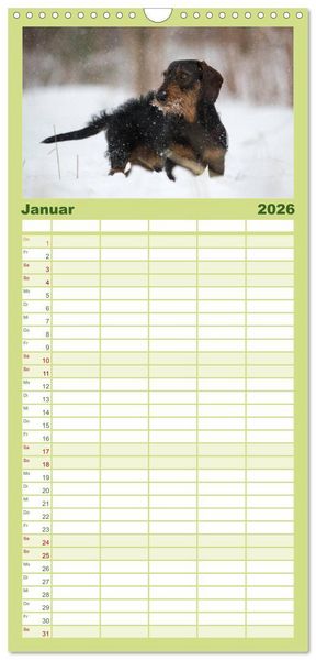 Produktbild: Familienplaner 2026 - DACKEL... wissen was sie wollen... (und was nicht...) mit 5 Spalten (Wandkalender, 21 x 45 cm) CALVENDO