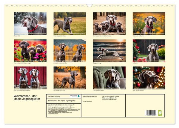 Produktbild: Weimaraner - der ideale Jagdbegleiter (Wandkalender 2026 DIN A2 quer), CALVENDO Monatskalender