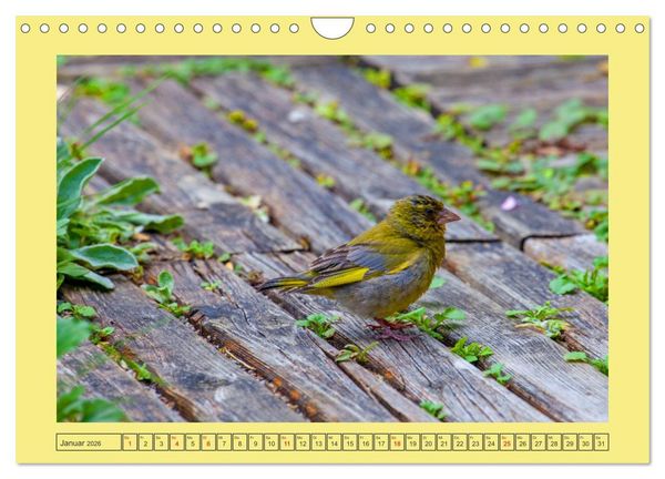 Produktbild: Wir sind die Stars im Garten (Wandkalender 2026 DIN A4 quer), CALVENDO Monatskalender