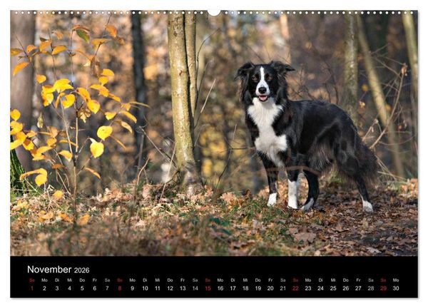 Produktbild: Border Collies (hochwertiger Premium Wandkalender 2026 DIN A2 quer), Kunstdruck in Hochglanz