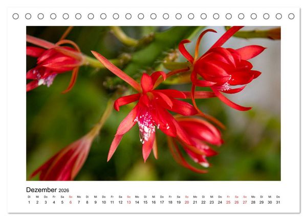 Produktbild: Kakteen und Sukkulenten (Tischkalender 2026 DIN A5 quer), CALVENDO Monatskalender
