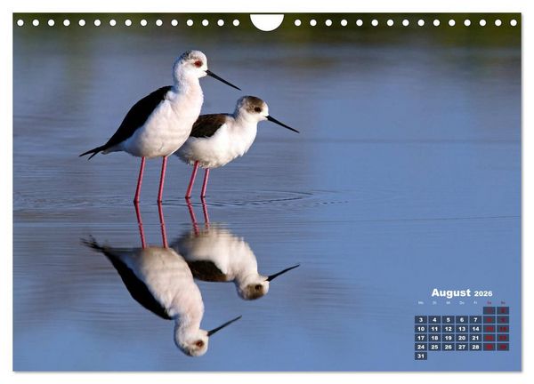 Produktbild: Limikolen - Watv&ouml;gel Europas (Wandkalender 2026 DIN A4 quer), CALVENDO Monatskalender