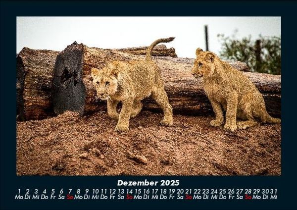 Produktbild: L&ouml;wen in der Wildnis 2025 Fotokalender DIN A5