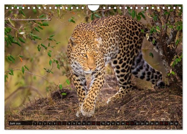 Produktbild: Auf Safari in Kenia 2026 (Wandkalender 2026 DIN A4 quer), CALVENDO Monatskalender