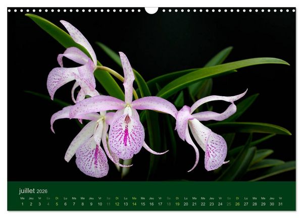 Produktbild: Les Orchid&eacute;es (Calendrier mural 2026 DIN A3 vertical), CALVENDO calendrier mensuel
