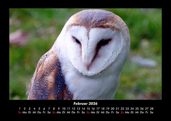Produktbild: Welt der V&ouml;gel 2026 Fotokalender DIN A3