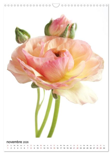 Produktbild: Fleurs &eacute;l&eacute;gantes (Calendrier mural 2026 DIN A3 horizontal), CALVENDO calendrier mensuel