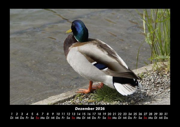 Produktbild: Enten 2026 Fotokalender DIN A3