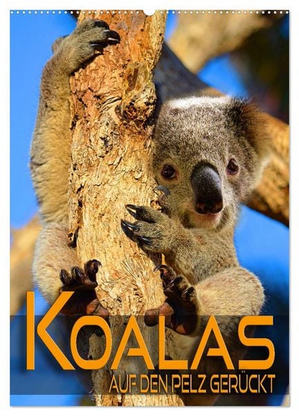 Koalas auf den Pelz gerückt (Wandkalender 2026 DIN A2 hoch), CALVENDO Monatskalender